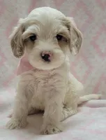 G2 Pink Scarf, a female Miniature Goldendoodle for sale in Richland, WA – Photo 8 of 9