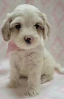 G2 Pink Scarf, a female Miniature Goldendoodle for sale in Richland, WA – Photo 6 of 9