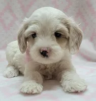 G2 Pink Scarf, a female Miniature Goldendoodle for sale in Richland, WA – Photo 2 of 9
