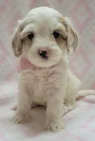 G2 Pink Scarf, a female Miniature Goldendoodle for sale in Richland, WA – Photo 7 of 9