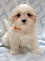 Dixie Orange Scarf, a male Shih Tzu and Miniature Goldendoodle for sale in Richland, WA – 4 of 10