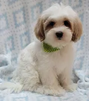 Green Scarf, a male Shih Tzu and Miniature Goldendoodle for sale in Richland, WA – 9 of 10