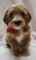 Red Scarf , a female Miniature Goldendoodle for sale in Richland, WA – 8 of 9