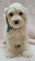 Blue Scarf F, a female Miniature Goldendoodle for sale in Richland, WA – 2 of 7