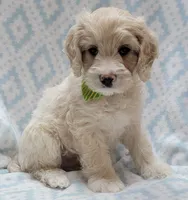 Ivy Green Scarf, a male Miniature Goldendoodle for sale in Richland, WA – 5 of 8