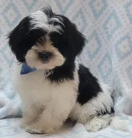 Blue Scarf, a male Shih Tzu and Miniature Goldendoodle for sale in Richland, WA – 7 of 10