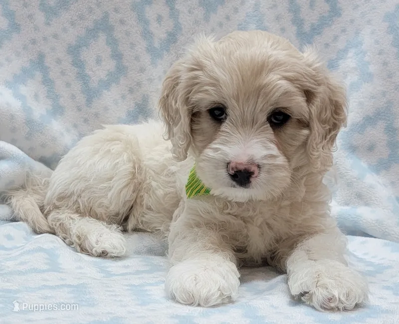 Ivy Green Scarf – Miniature Goldendoodle puppy for sale in Richland, WA