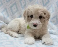 Ivy Green Scarf, a male Miniature Goldendoodle for sale in Richland, WA – 1 of 8