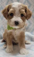 G2 Green Scarf, a male Miniature Goldendoodle for sale in Richland, WA – Photo 4 of 8