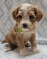 G2 Green Scarf, a male Miniature Goldendoodle for sale in Richland, WA – Photo 5 of 8