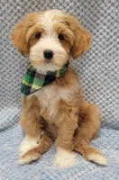 Liam, a male Miniature Goldendoodle for sale in Richland, WA – Photo 2 of 8