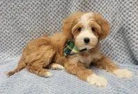 Liam, a male Miniature Goldendoodle for sale in Richland, WA – Photo 3 of 8