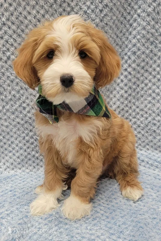 Liam – Miniature Goldendoodle puppy for sale in Richland, WA