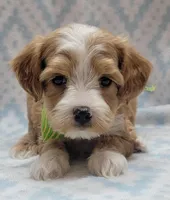 G2 Green Scarf, a male Miniature Goldendoodle for sale in Richland, WA – Photo 2 of 8