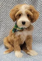 Liam, a male Miniature Goldendoodle for sale in Richland, WA – Photo 7 of 8