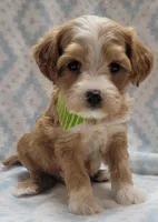 G2 Green Scarf, a male Miniature Goldendoodle for sale in Richland, WA – Photo 8 of 8