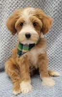 Liam, a male Miniature Goldendoodle for sale in Richland, WA – Photo 4 of 8