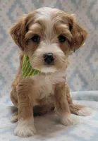 G2 Green Scarf, a male Miniature Goldendoodle for sale in Richland, WA – Photo 3 of 8