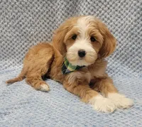 Liam, a male Miniature Goldendoodle for sale in Richland, WA – Photo 5 of 8