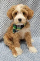 Liam, a male Miniature Goldendoodle for sale in Richland, WA – Photo 6 of 8