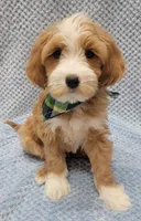 Liam, a male Miniature Goldendoodle for sale in Richland, WA – Photo 8 of 8