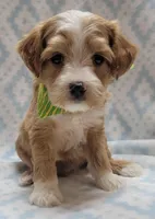 G2 Green Scarf, a male Miniature Goldendoodle for sale in Richland, WA – Photo 7 of 8