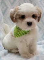 Dixie Green Scarf , a male Shih Tzu and Miniature Goldendoodle for sale in Richland, WA – 3 of 10