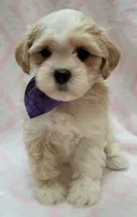 Dixie Purple Scarf, a female Shih Tzu and Miniature Goldendoodle for sale in Richland, WA – 9 of 9