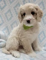 Ivy Green Scarf, a male Miniature Goldendoodle for sale in Richland, WA – 3 of 8