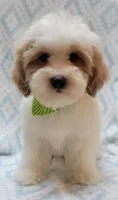 Green Scarf, a male Shih Tzu and Miniature Goldendoodle for sale in Richland, WA – 4 of 10