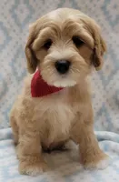 Red Scarf, a male Miniature Goldendoodle for sale in Richland, WA – Photo 5 of 8