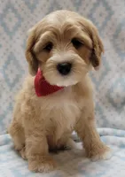 Red Scarf, a male Miniature Goldendoodle for sale in Richland, WA – Photo 8 of 8