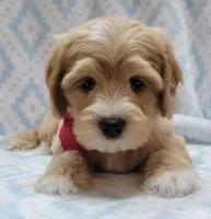 Red Scarf, a male Miniature Goldendoodle for sale in Richland, WA – Photo 7 of 8