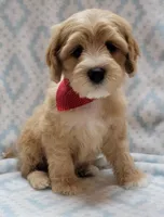 Red Scarf, a male Miniature Goldendoodle for sale in Richland, WA – Photo 3 of 8