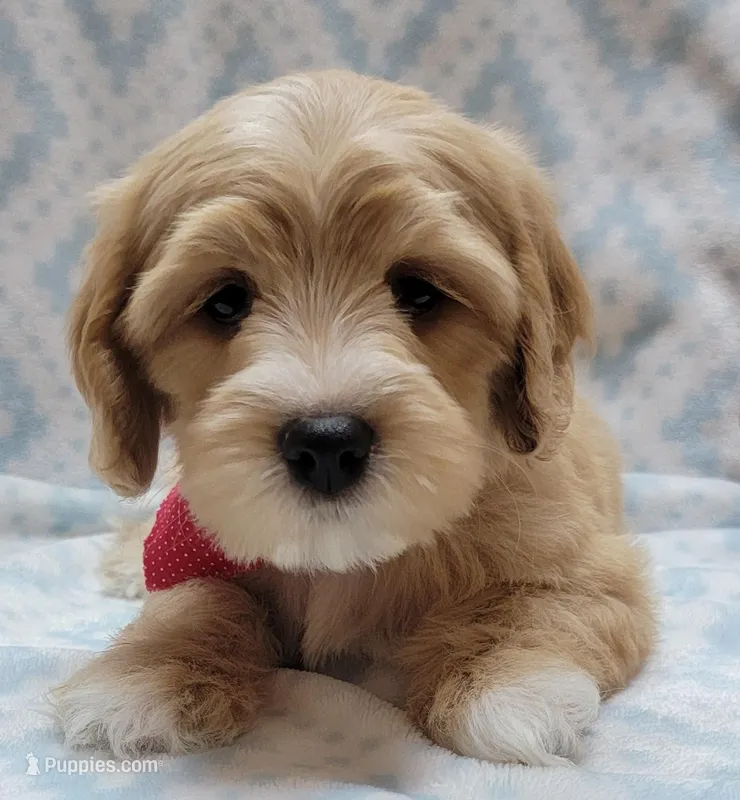 Red Scarf – Miniature Goldendoodle puppy for sale in Richland, WA