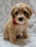 Red Scarf, a male Miniature Goldendoodle for sale in Richland, WA – Photo 2 of 8