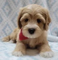 Red Scarf, a male Miniature Goldendoodle for sale in Richland, WA – Photo 4 of 8