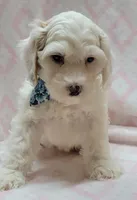 Blue Scarf F, a female Miniature Goldendoodle for sale in Richland, WA – 1 of 7