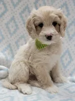 Ivy Green Scarf, a male Miniature Goldendoodle for sale in Richland, WA – 4 of 8