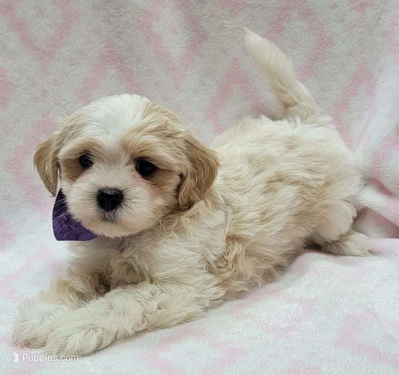 Dixie Purple Scarf – Shih Tzu, Miniature Goldendoodle puppy for sale in Richland, WA