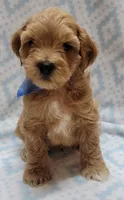 Blue Scarf M, a male Miniature Goldendoodle for sale in Richland, WA – 3 of 4