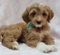 Bella Green Scarf, a female Miniature Goldendoodle for sale in Richland, WA – 4 of 10
