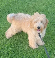 Sam, a male Miniature Goldendoodle for sale in Richland, WA – 2 of 9