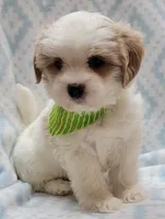 Dixie Green Scarf , a male Shih Tzu and Miniature Goldendoodle for sale in Richland, WA – 4 of 10