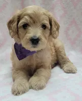 G2 Purple Scarf, a female Miniature Goldendoodle for sale in Richland, WA – Photo 1 of 7