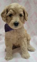 G2 Purple Scarf, a female Miniature Goldendoodle for sale in Richland, WA – Photo 6 of 7