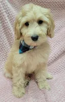 Violet, a female Miniature Goldendoodle for sale in Richland, WA – Photo 6 of 8