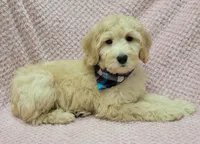 Violet, a female Miniature Goldendoodle for sale in Richland, WA – Photo 2 of 8