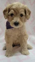 G2 Purple Scarf, a female Miniature Goldendoodle for sale in Richland, WA – Photo 4 of 7