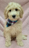 Violet, a female Miniature Goldendoodle for sale in Richland, WA – Photo 7 of 8